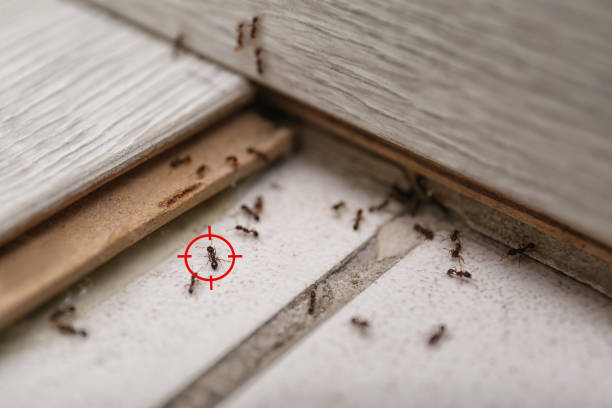 Best Local Pest Control Services  in Heartland, TX