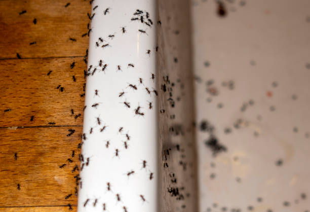 Best Termite Control Services  in Heartland, TX